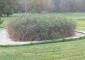 Bepflanzter Bodenfilter