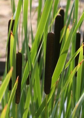Schilfpflanzen
